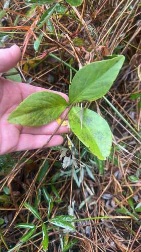 Menyanthes trifoliata observed 2026-10-25