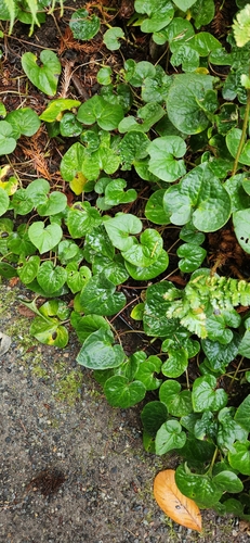 Asarum caudatum observed 2026-10-25