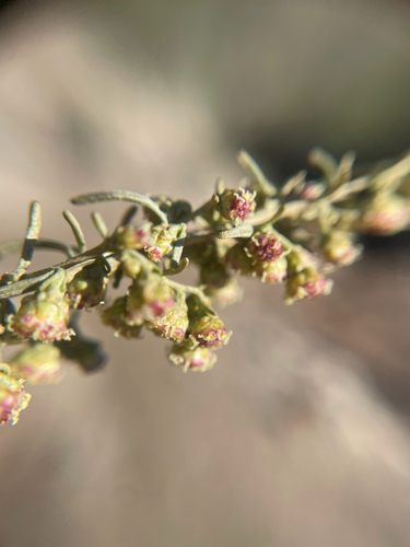 Artemisia californica, 2026-10-25