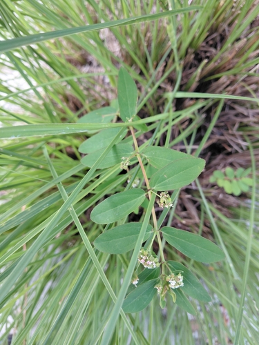 Euphorbia hypericifolia observed 2026-10-25