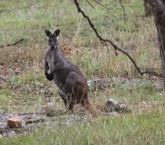 Osphranter robustus robustus