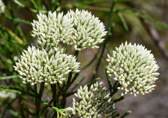 Ozothamnus pholidotus