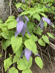 Clematis alpina