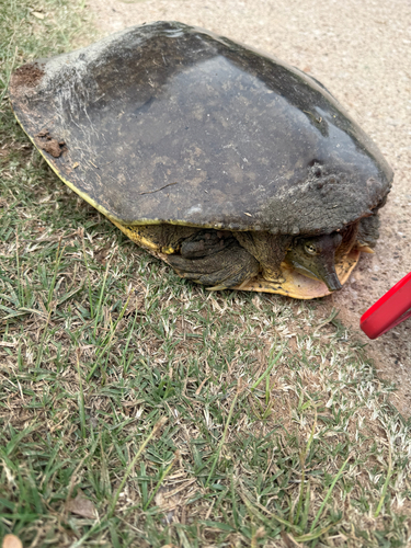 Spiny Softshell