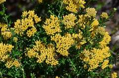 Ozothamnus retusus