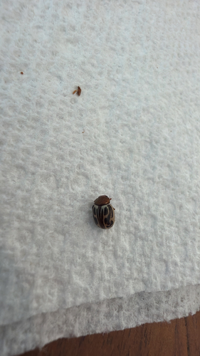 Ambrosia Leaf Beetle