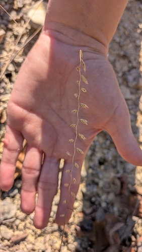 sideoats grama