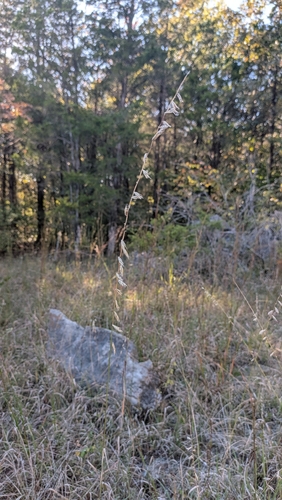 sideoats grama