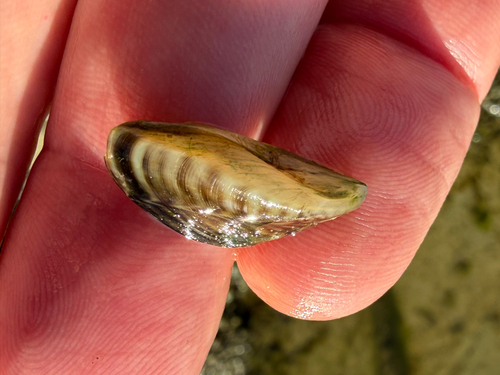 Dreissena polymorpha, 2026-10-25