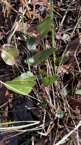 Hardenbergia violacea observed 2026-10-26