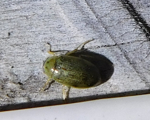 Berosus