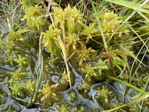 Sphagnum observed 2026-10-25