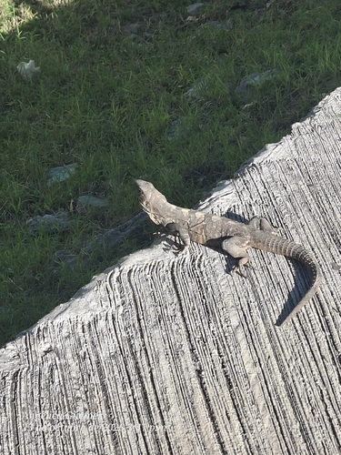 Ctenosaura, 2026-10-25