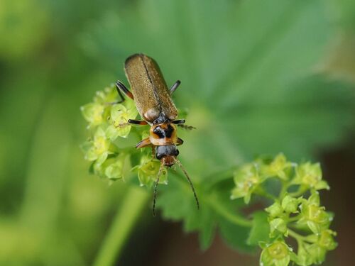 Cantharis figurata