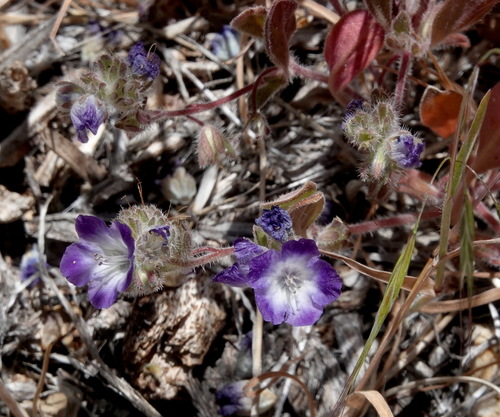 Davidson's phacelia (Phacelia davidsonii)