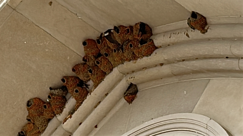 Cliff Swallow