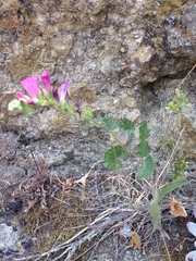 Sidalcea malviflora malviflora