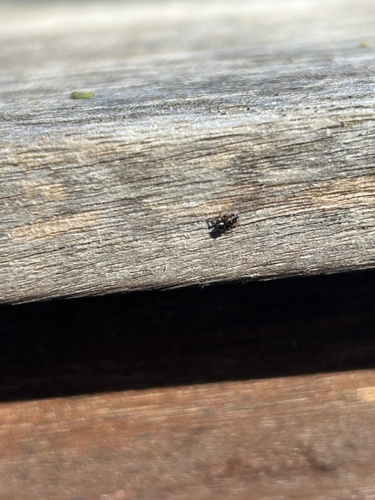 Ribbon Jumping Spider