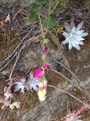 Sidalcea malviflora malviflora