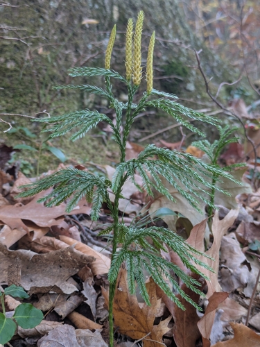 Dendrolycopodium obscurum observed 2026-10-25