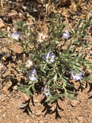 Evolvulus nuttallianus