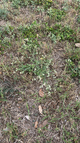 Parthenium hysterophorus observed 2026-10-25
