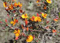 Pultenaea prostrata