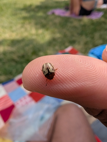 Disrupted Leaf Beetle