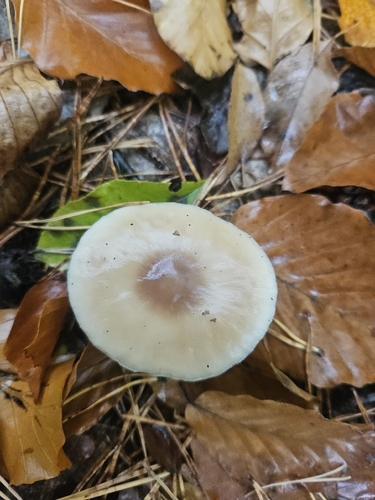 Rhodocollybia butyracea, 2026-10-25