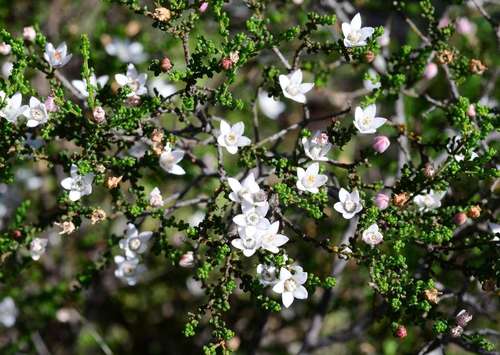 Image of Philotheca angustifolia by (c) gmgoods, some rights reserved (CC BY)
