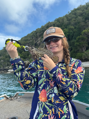 Epinephelus quoyanus observed 2026-10-26