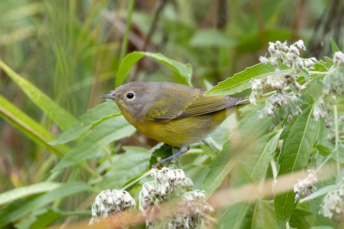 Nashville Warbler