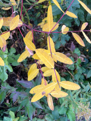Apocynum cannabinum observed 2026-10-25