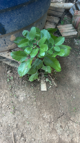 Kalanchoe pinnata observed 2026-10-25