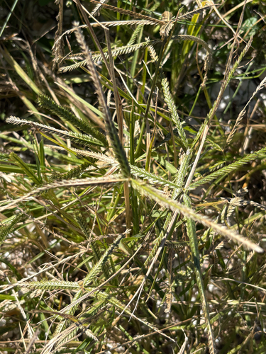 Eleusine indica observed 2026-10-25