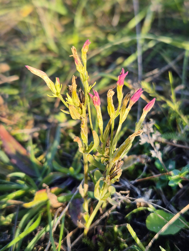 Centaurium erythraea observed 2026-10-25