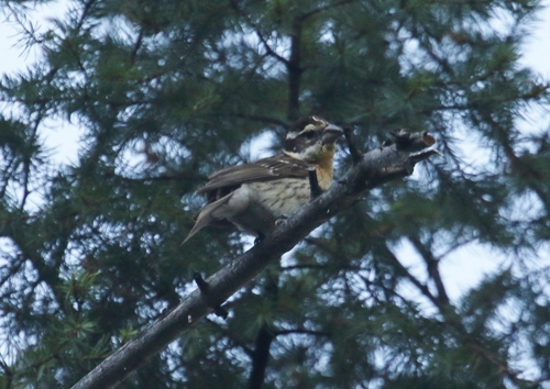 Black-headed Grosbeak