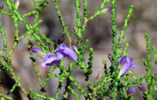 Image of Eremophila gibbifolia by (c) gmgoods, some rights reserved (CC BY)