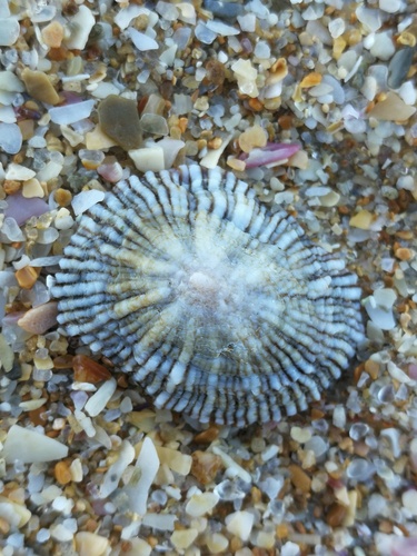 Siphonaria pectinata observed 2026-10-25
