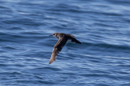 Puffinus puffinus, 2026-10-25