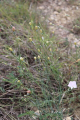 Dianthus marschallii