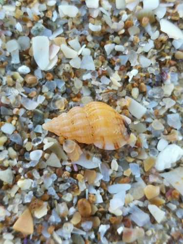 Tritia incrassata observed 2026-10-25
