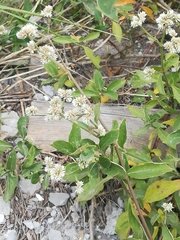 Alternanthera bettzickiana