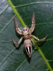 Colopsus