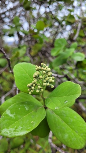 Santalum paniculatum observed 2026-10-25