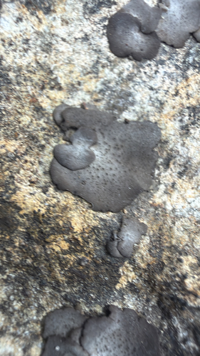 Leather Lichen