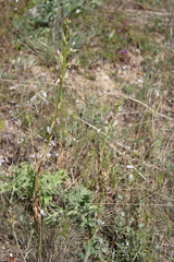 Himantoglossum caprinum