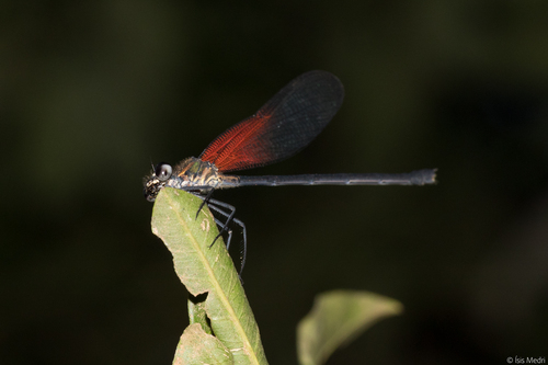 Hetaerina