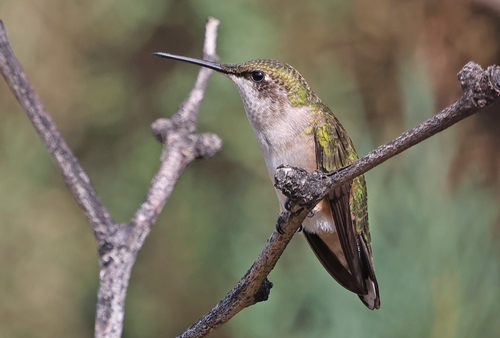 Black-chinned Hummingbird