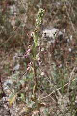 Himantoglossum caprinum